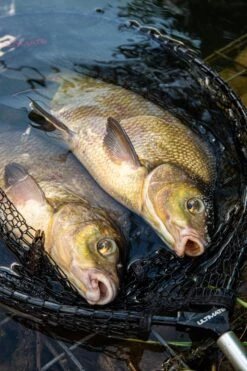 Ultimate Pannet 50x40cm 9 Ultimate Pannet 50x40cm -Aanbiedingen Hengel Xpert Winkel 123c10c7cbb185a2