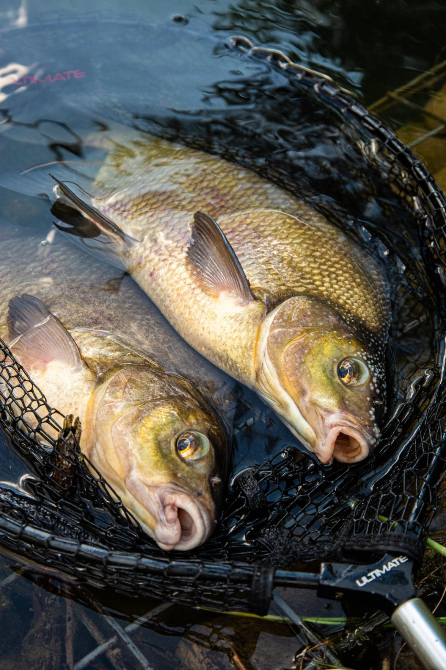 Ultimate Pannet 50x40cm 4 Ultimate Pannet 50x40cm - Afbeelding 2