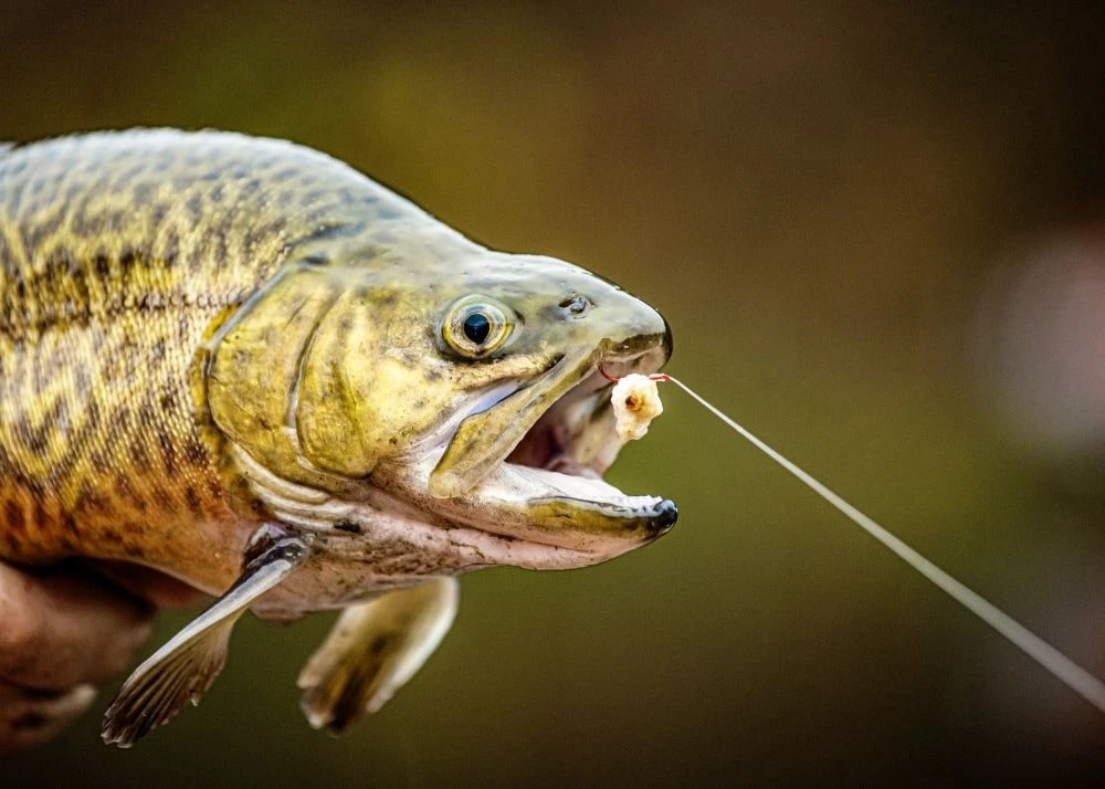 Magic Trout Trout Hook To Nylon Onderlijn Size 8 70cm (7pcs) 3 Magic Trout Trout Hook To Nylon Onderlijn Size 8 70cm (7pcs)