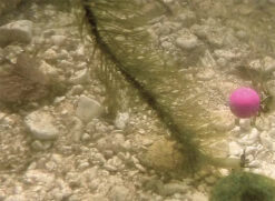 Carp Spirit Camo Weed Lead Core