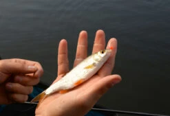 Cresta Spaghetti Balls Blood Red -Aanbiedingen Hengel Xpert Winkel 5db3d2d7b38b1899