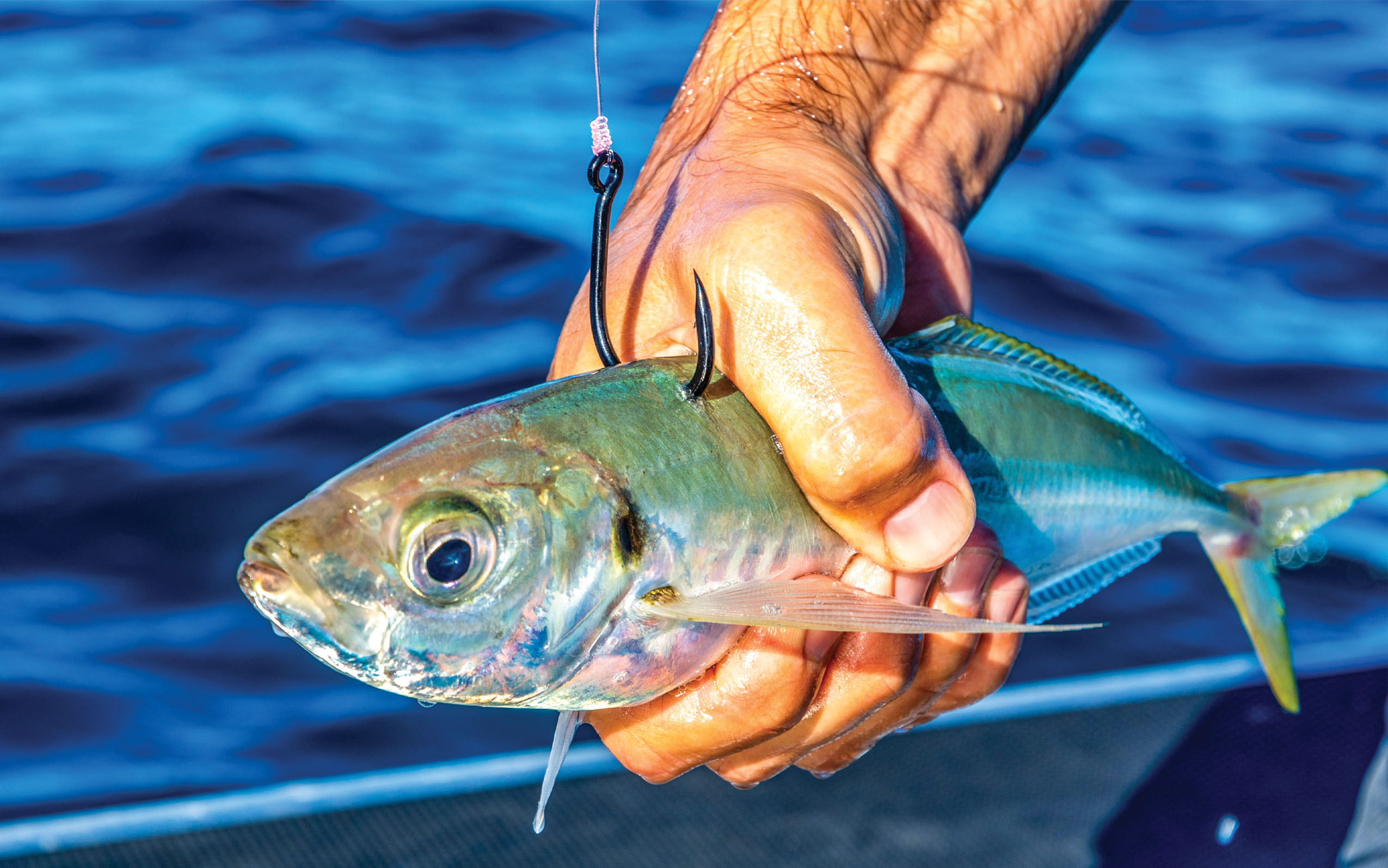 Aanbiedingen Hengel Xpert Winkel -Aanbiedingen Hengel Xpert Winkel 64f7a6d2917c25ee880c1b13 Fishing Guides Banner Image Livebaiting