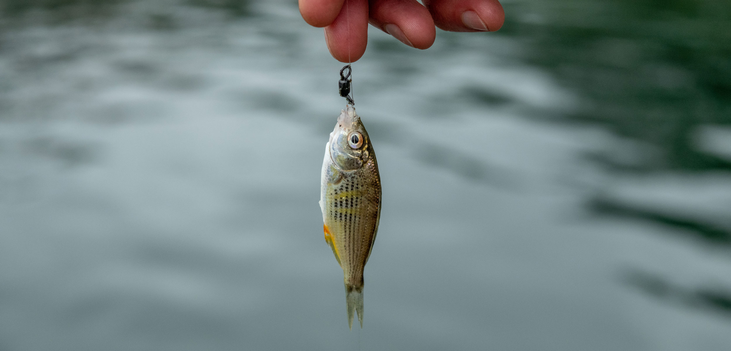 Aanbiedingen Hengel Xpert Winkel -Aanbiedingen Hengel Xpert Winkel header microfishing